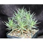 Deuterocohnia lorentziana 5-inch pots