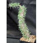 Didierea trollii 5-inch pots