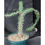 Didierea trollii 8-inch pots