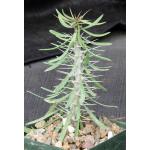 Didierea sp. (Tulear, Madagascar) 4-inch pots