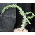 Didierea trollii 2-gallon pots