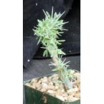 Didierea trollii 4-inch pots