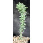 Didierea trollii 5-inch pots