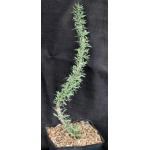 Didierea trollii one-gallon pots