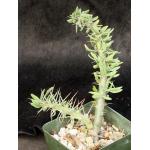 Didierea trollii 4-inch pots