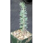 Didierea trollii 4-inch pots