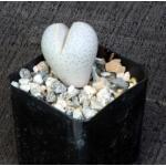 Dinteranthus wilmotianus 2-inch pots