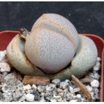Dinteranthus wilmotianus 2-inch pots