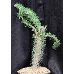 Didierea trollii 2-gallon pots