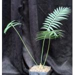 Dioon spinulosum one-gallon pots