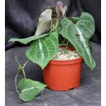 Dioscorea discolor 6-inch pots