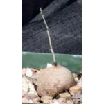 Dioscorea elephantipes 4-inch pots