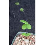 Dioscorea elephantipes 5-inch pots