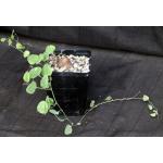 Dioscorea hemicrypta 5-inch pots