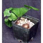 Dioscorea elephantipes 3-inch pots