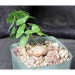 Dioscorea elephantipes 5-inch pots