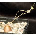 Dioscorea hemicrypta one-gallon pots