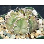 Discocactus crystallophilus 4-inch pots