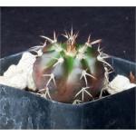 Discocactus crystallophilus 2-inch pots