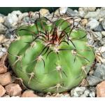 Discocactus crystallophilus 4-inch pots