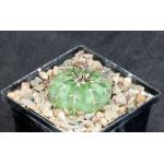 Discocactus crystallophilus 5-inch pots