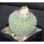 Discocactus araneispinus 5-inch pots