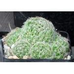Dolichothele albescens 5-inch pots