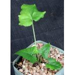 Dorstenia contrajerva 5-inch pots