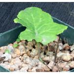 Dorstenia contrajerva 5-inch pots