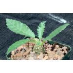 Dorstenia crispa 4-inch pots