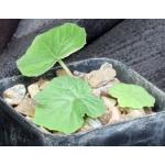 Dorstenia drakena 2-inch pots