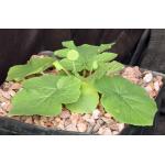 Dorstenia drakena one-gallon pots