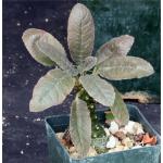 Dorstenia foetida (FKH 25470) 3-inch pots Dorstenia foetida (FKH 25470) 3-inch pots