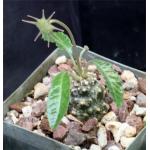 Dorstenia foetida x crispa 4-inch pots Dorstenia foetida x crispa 4-inch pots