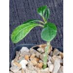 Dorstenia gigas 2-inch pots