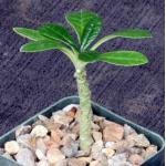 Dorstenia gigas 3-inch pots