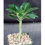 Dorstenia gigas 4-inch pots