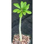 Dorstenia gigas 4-inch pots