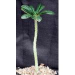 Dorstenia gigas 5-inch pots
