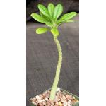Dorstenia gigas 5-inch pots