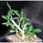 Dorstenia gigas 5-inch pots