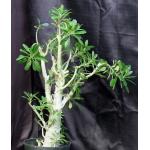 Dorstenia gigas 8-inch pots