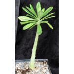 Dorstenia gigas one-gallon pots