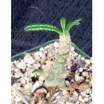 Dorstenia gigas 4-inch pots