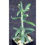 Dorstenia hildebrandtii var. crispum 2-inch pots