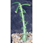 Dorstenia hildebrandtii var. crispum 4-inch pots