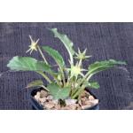 Dorstenia horwoodii 3-inch pots