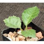 Dorstenia horwoodii 2-inch pots