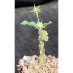 Dorstenia horwoodii 4-inch pots