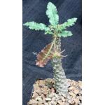 Dorstenia horwoodii 5-inch pots